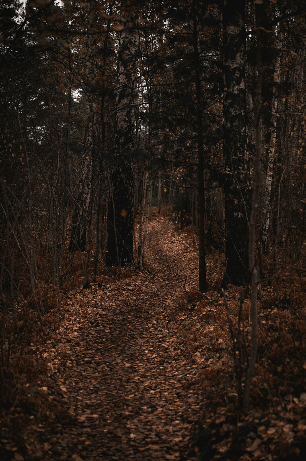 dark forest path